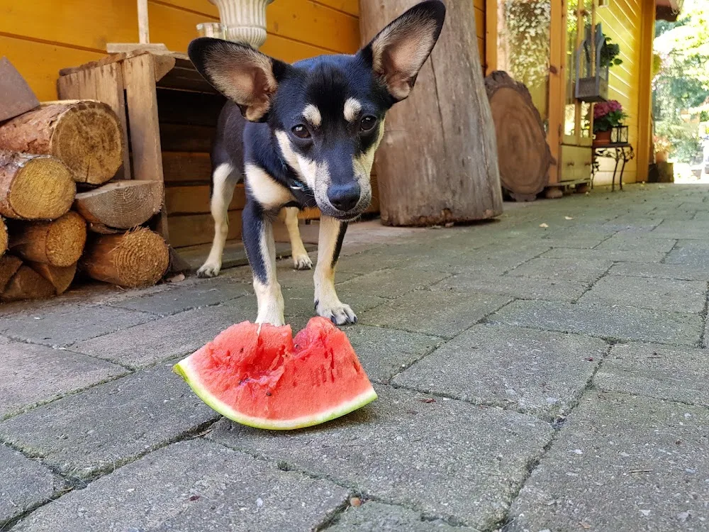 Hundeteam Harzkopf -Hundepension /Hundeschule - Bad Endbach pet otel