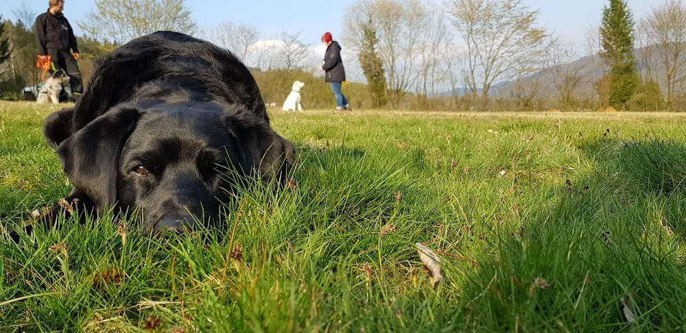 Hundeteam Harzkopf -Hundepension /Hundeschule - Bad Endbach pet otel görseli 3
