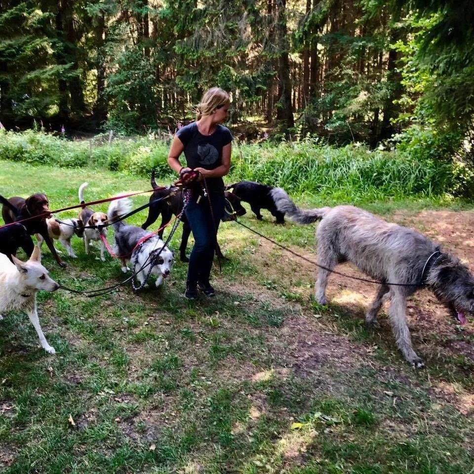 Hundepension Bassel - Bad Fallingbostel pet otel görseli 3