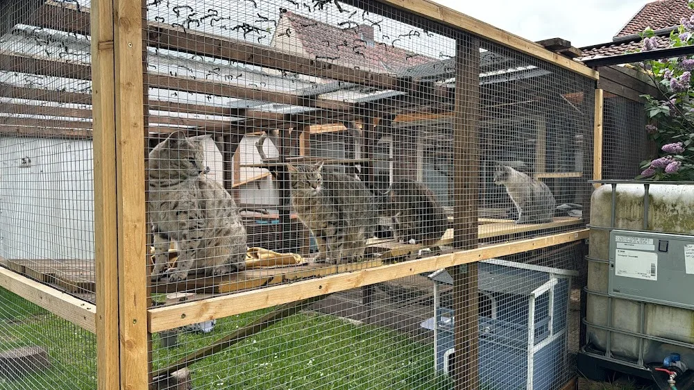 Katzenpension Miezhaus - Bad Fallingbostel pet otel