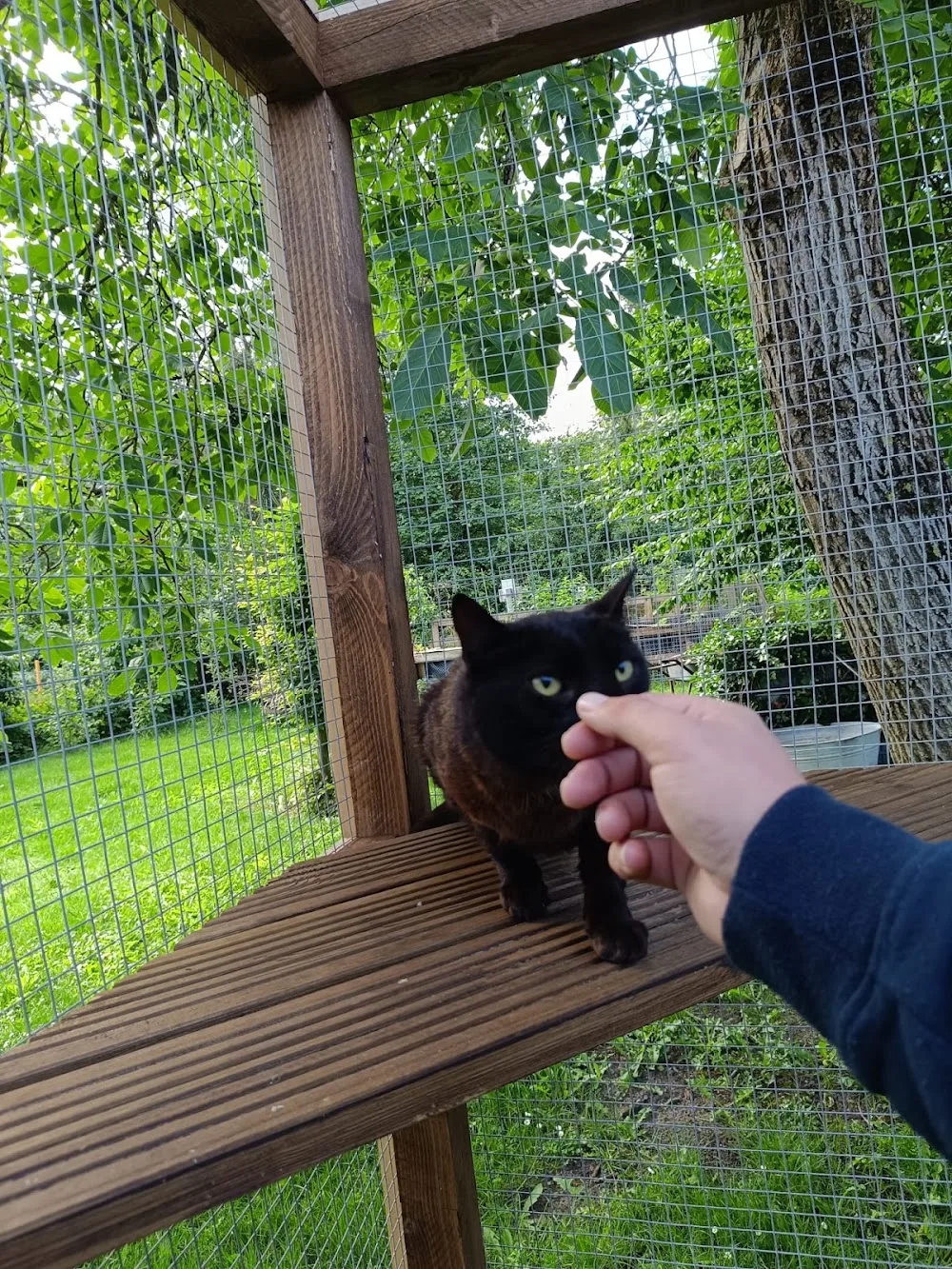 Katzenpension Miezhaus - Bad Fallingbostel pet otel görseli 3