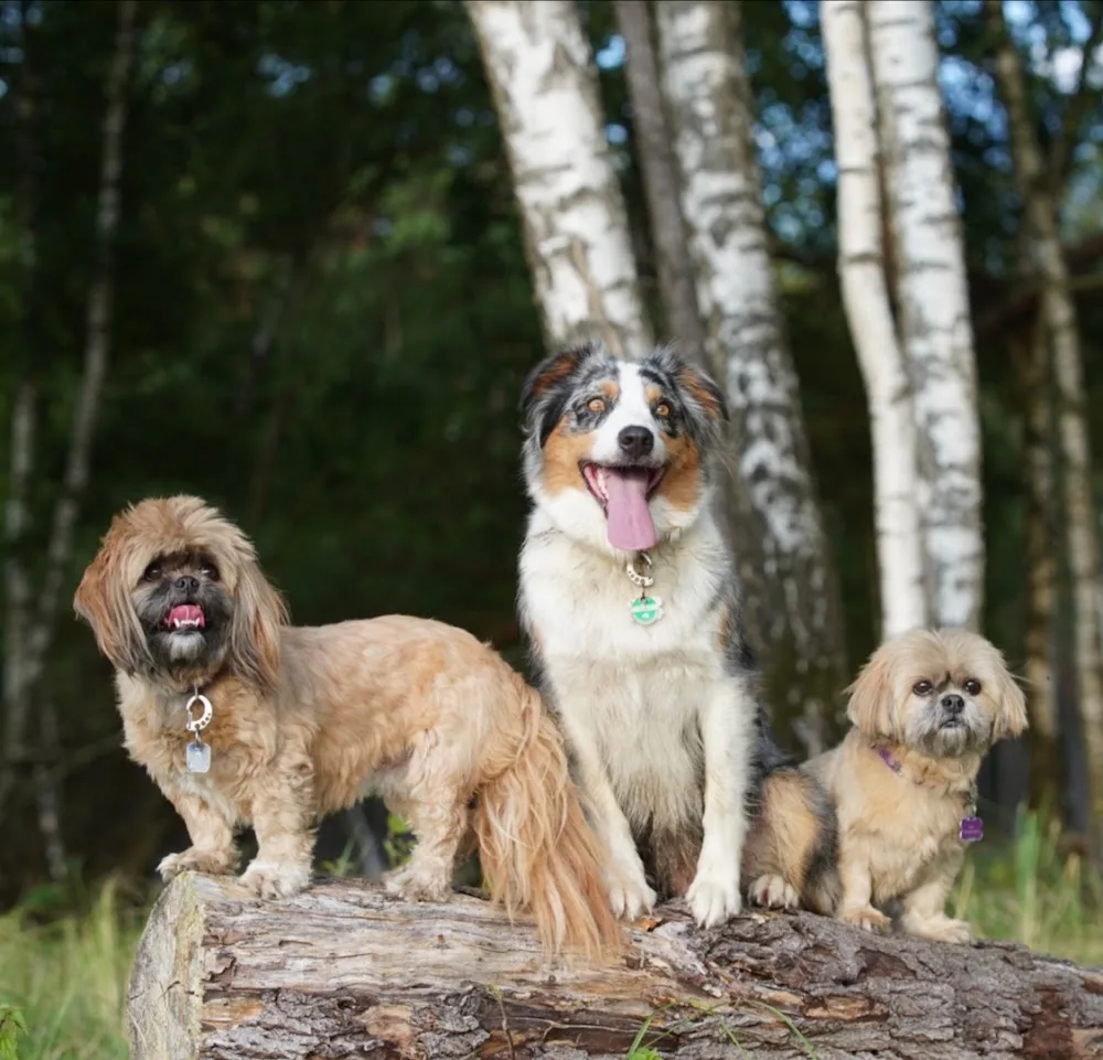 Luna's mobile Hundepension - Bad Fallingbostel pet otel