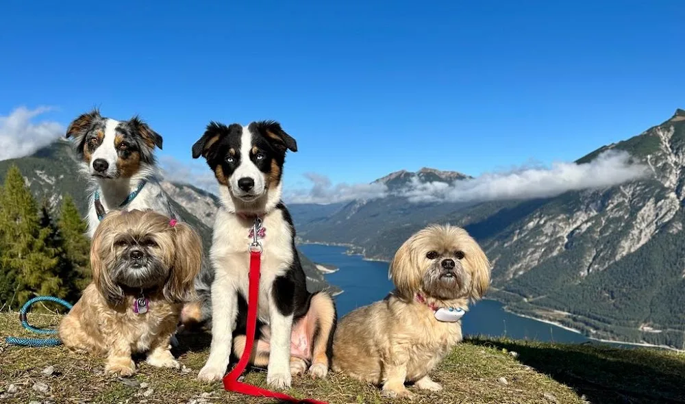 Luna's mobile Hundepension - Bad Fallingbostel pet otel görseli 3