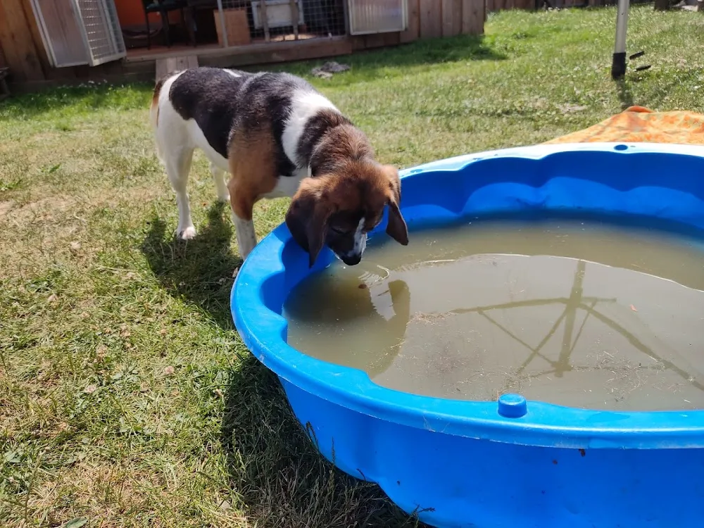 Christines Tierservice - Bad Harzburg pet otel görseli 7