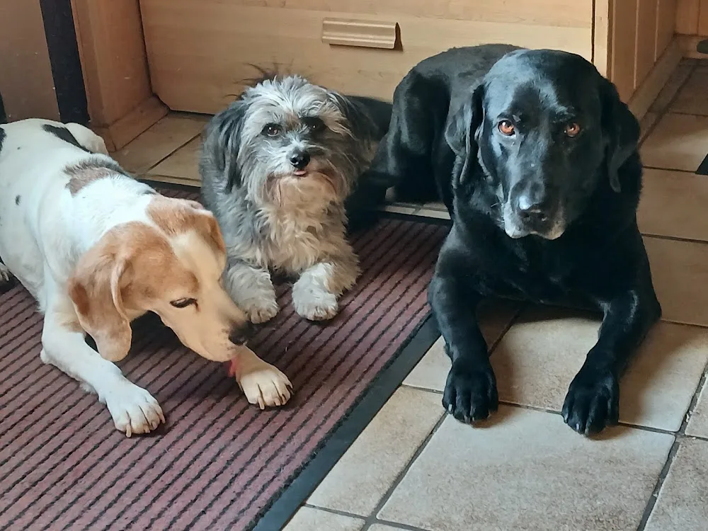 Hundepension Paula - Bad Harzburg pet otel