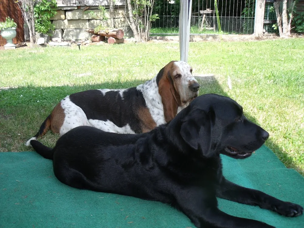 Hundepension Paula - Bad Harzburg pet otel görseli 7
