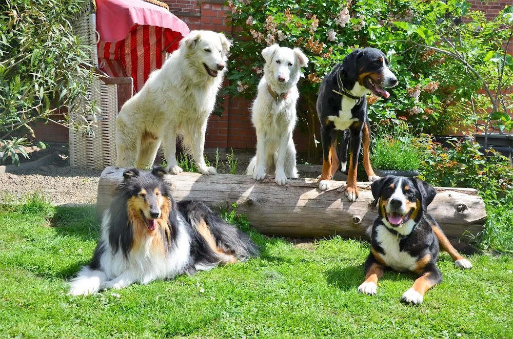 Pension, Training Und Physiotherapie Für Hunde - Bad Harzburg pet otel