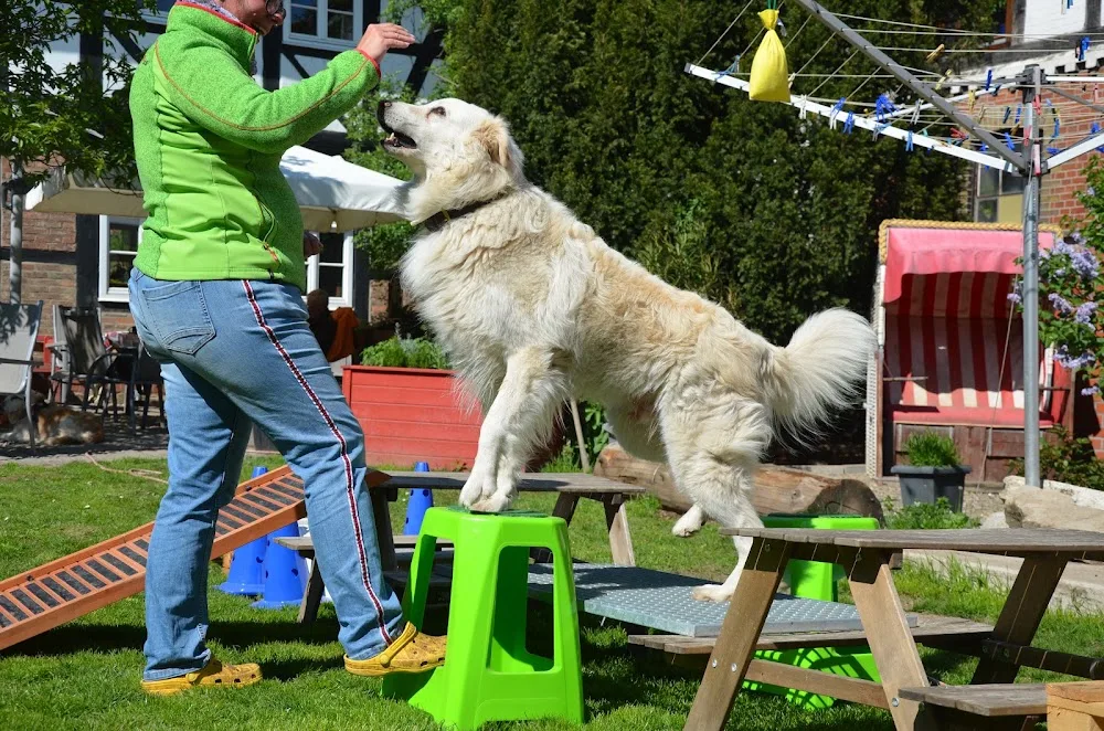 Pension, Training Und Physiotherapie Für Hunde - Bad Harzburg pet otel görseli 7