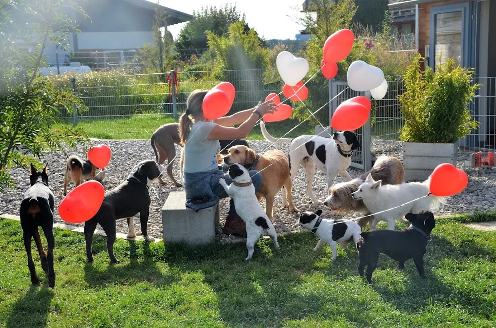 Hundehotel Dog Lodge - Deutschlands beste Hundepension - Bad Waldsee pet otel