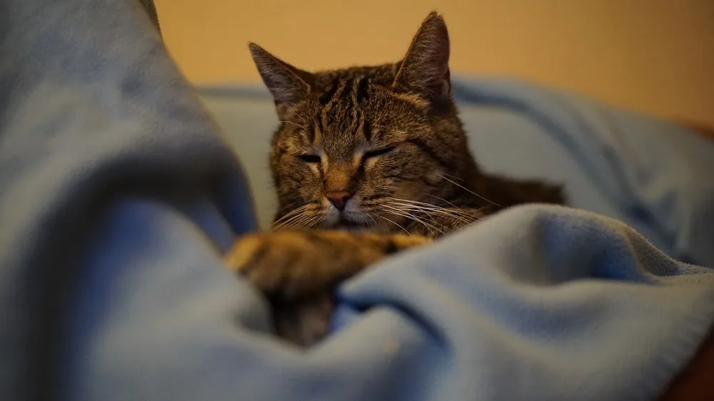 Katzenpension von Tilberga - Bad Waldsee pet otel görseli 3