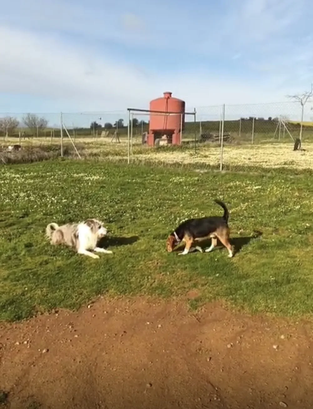 Escuela y Residencia Canina Can de Luna - Badajoz pet otel