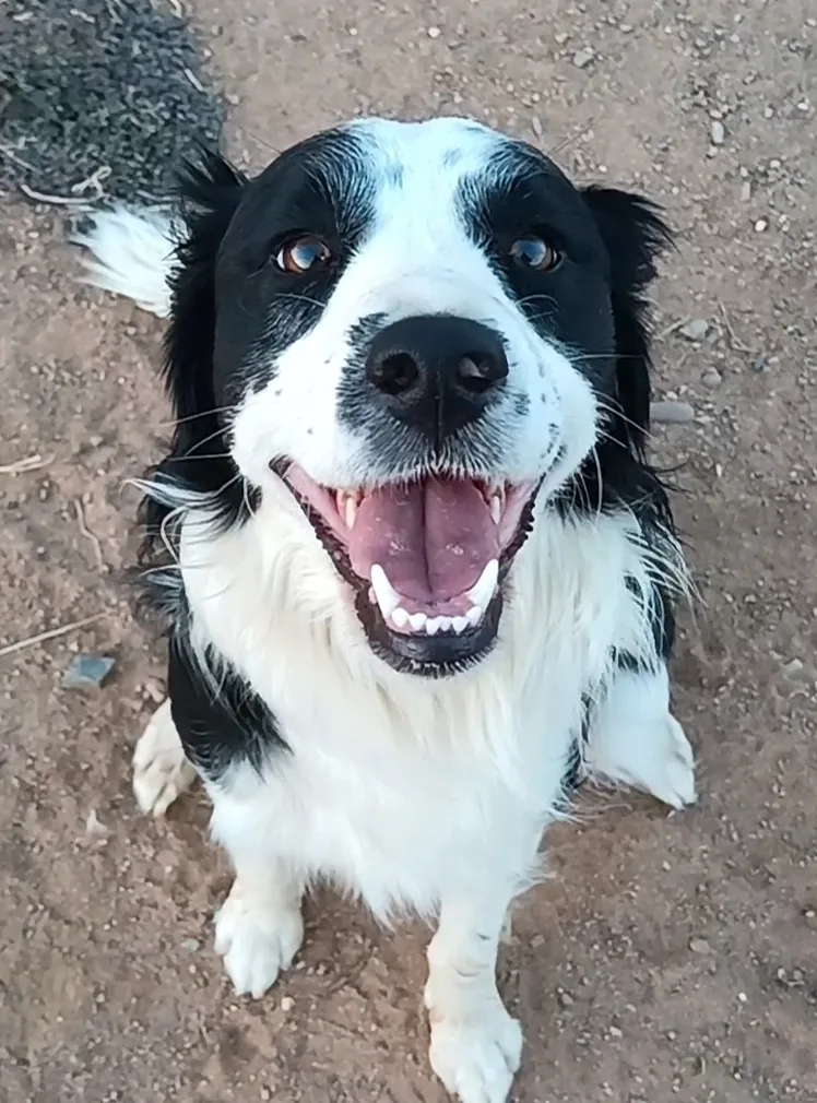 Escuela y Residencia Canina Can de Luna - Badajoz pet otel görseli 3