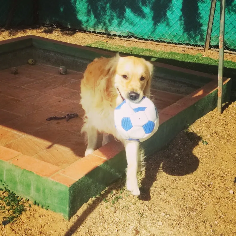 Perrisimos - Badajoz pet otel görseli 3