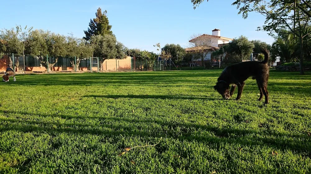 Residencia Canina Cliveal - Badajoz pet otel