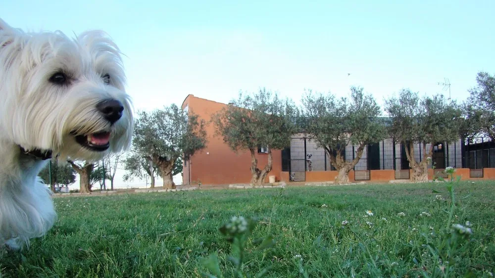 Residencia Canina Cliveal - Badajoz pet otel görseli 3