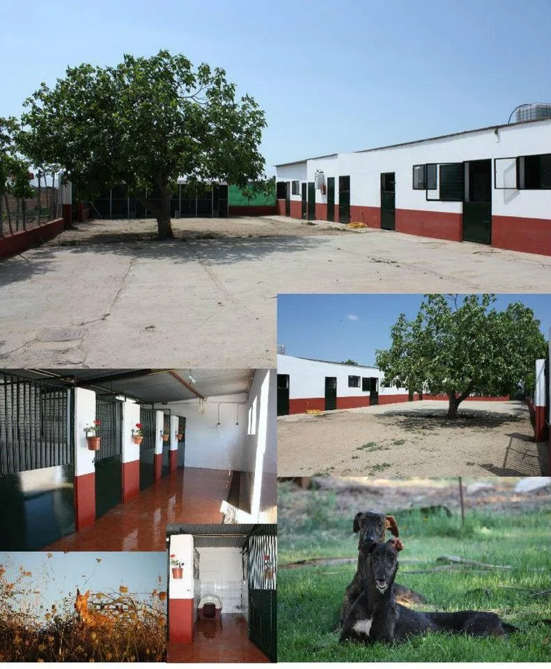 Residencia Canina el hogar del perro - Badajoz pet otel görseli 3