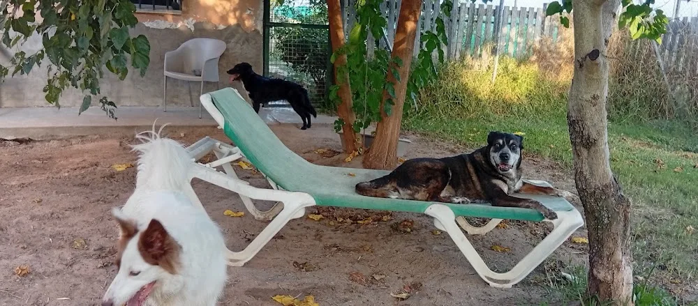 Residencia canina Villa Happy Dogs - Badajoz pet otel görseli 3