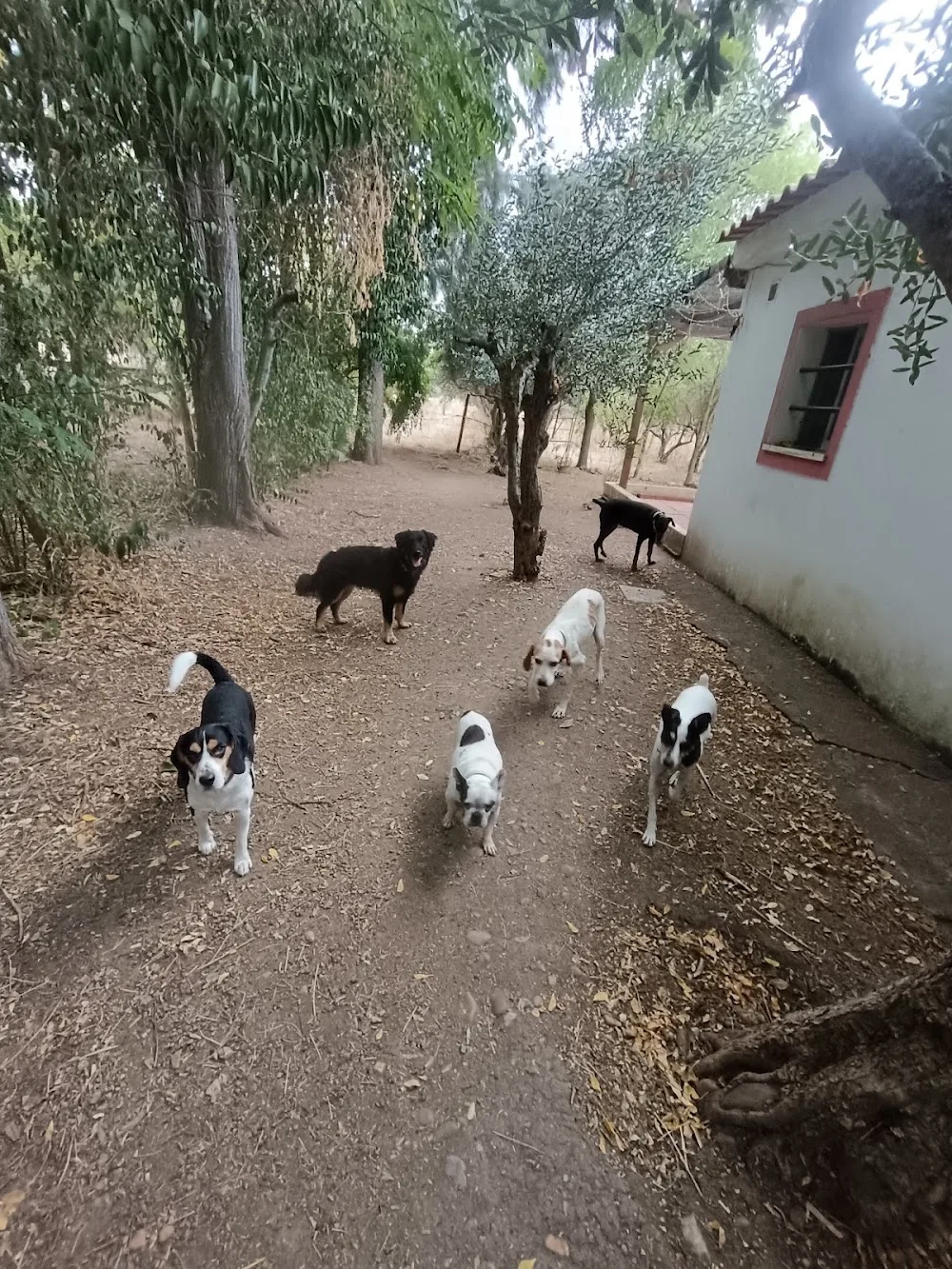 Villa Manuela Dog Hotel - Badajoz pet otel