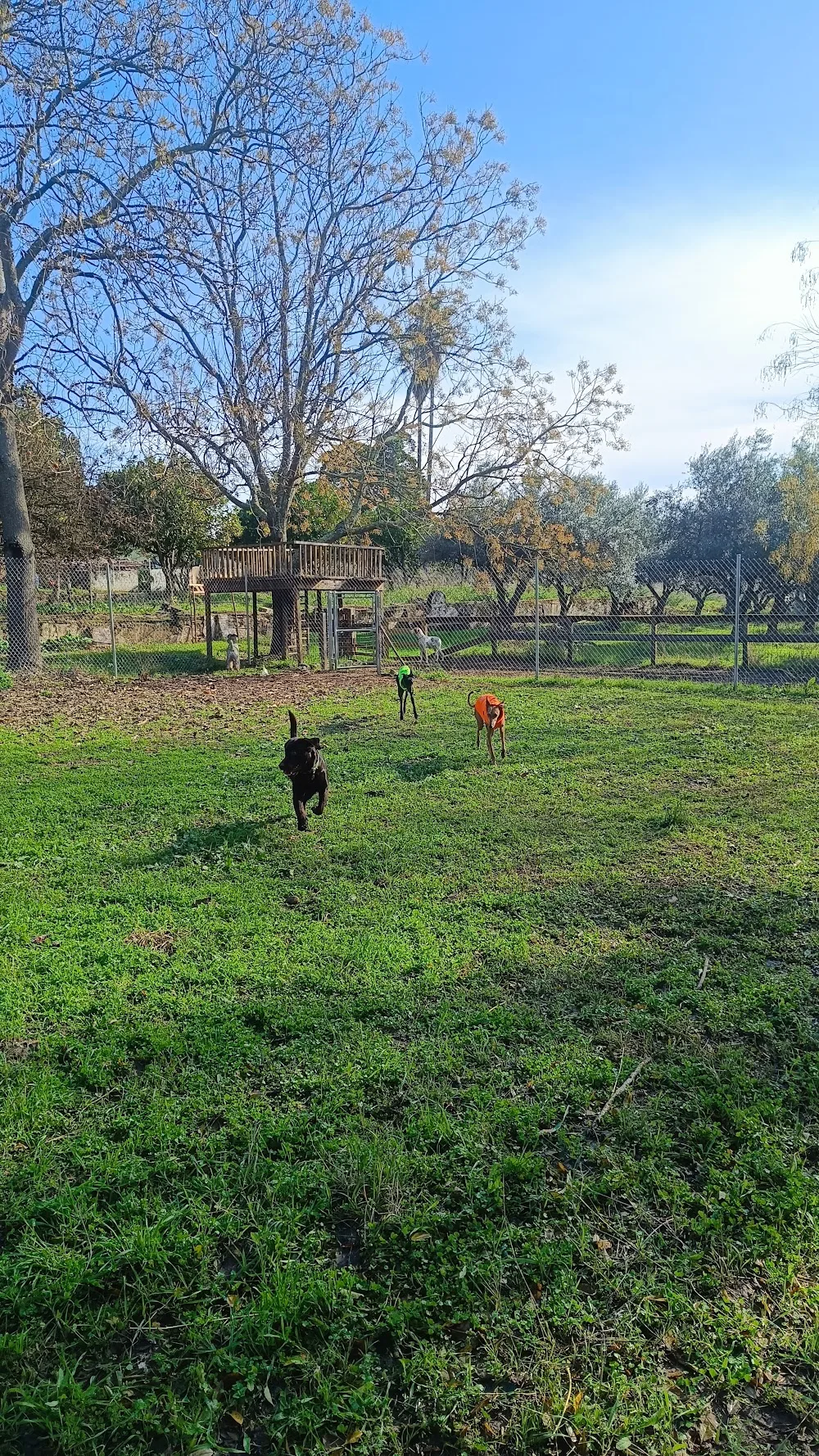 Villa Manuela Dog Hotel - Badajoz pet otel görseli 3