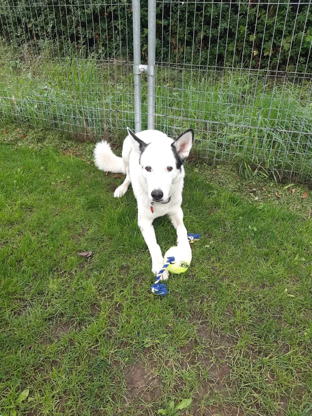 4 LuckyDogs - Hundepension - Baden-Württemberg pet otel görseli 3