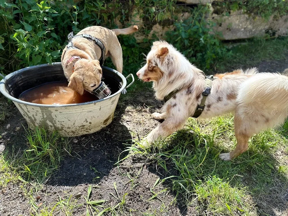 Beziehungsweise Hund | Hundebetreuung & Maulkorbberatung - Baden-Württemberg pet otel