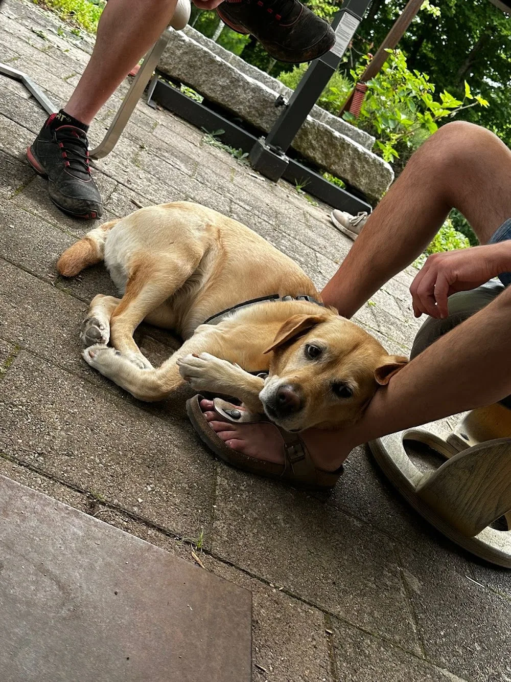 Beziehungsweise Hund | Hundebetreuung & Maulkorbberatung - Baden-Württemberg pet otel görseli 3