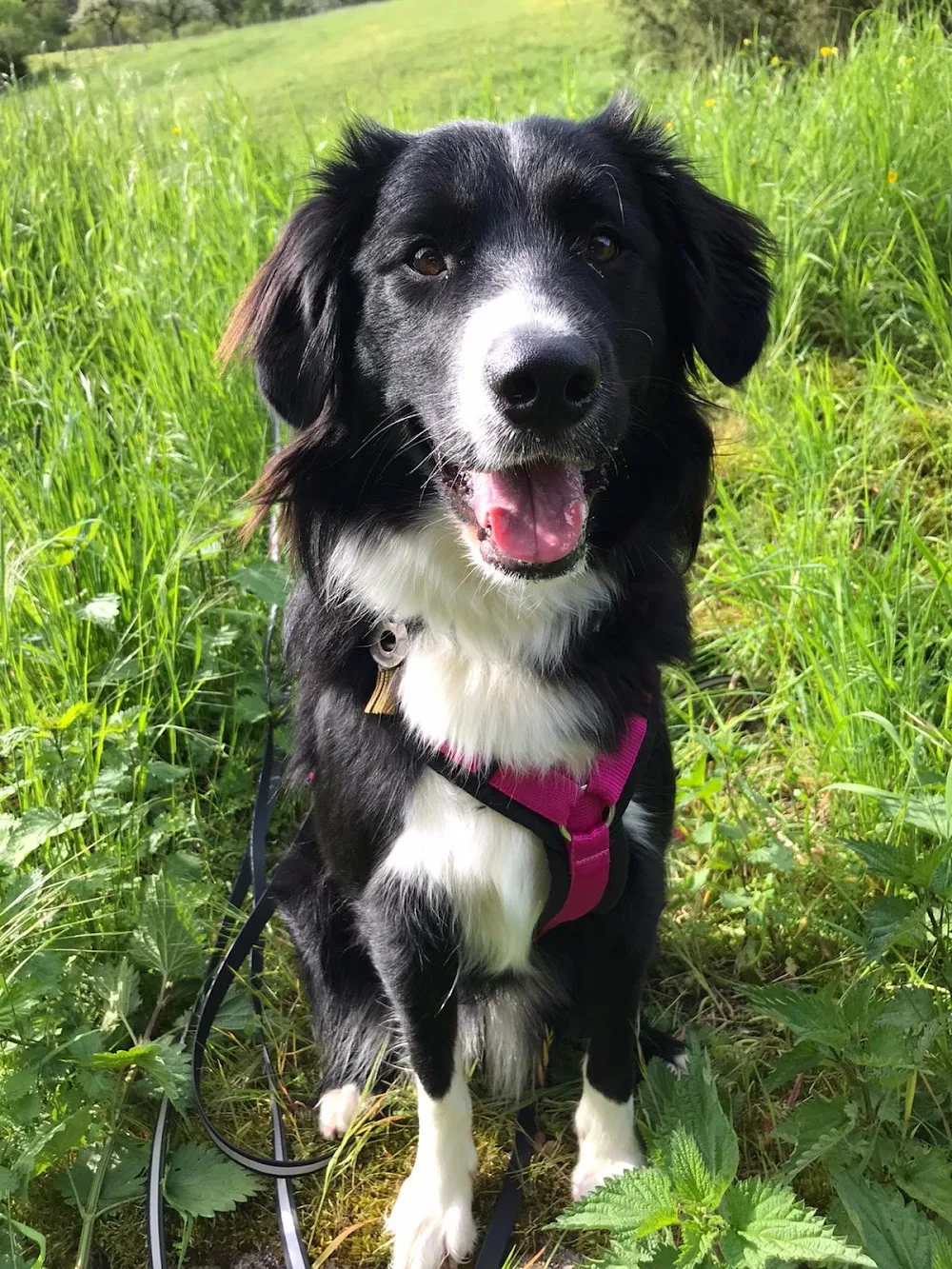 Blümchens Hundepension - Baden-Württemberg pet otel görseli 3