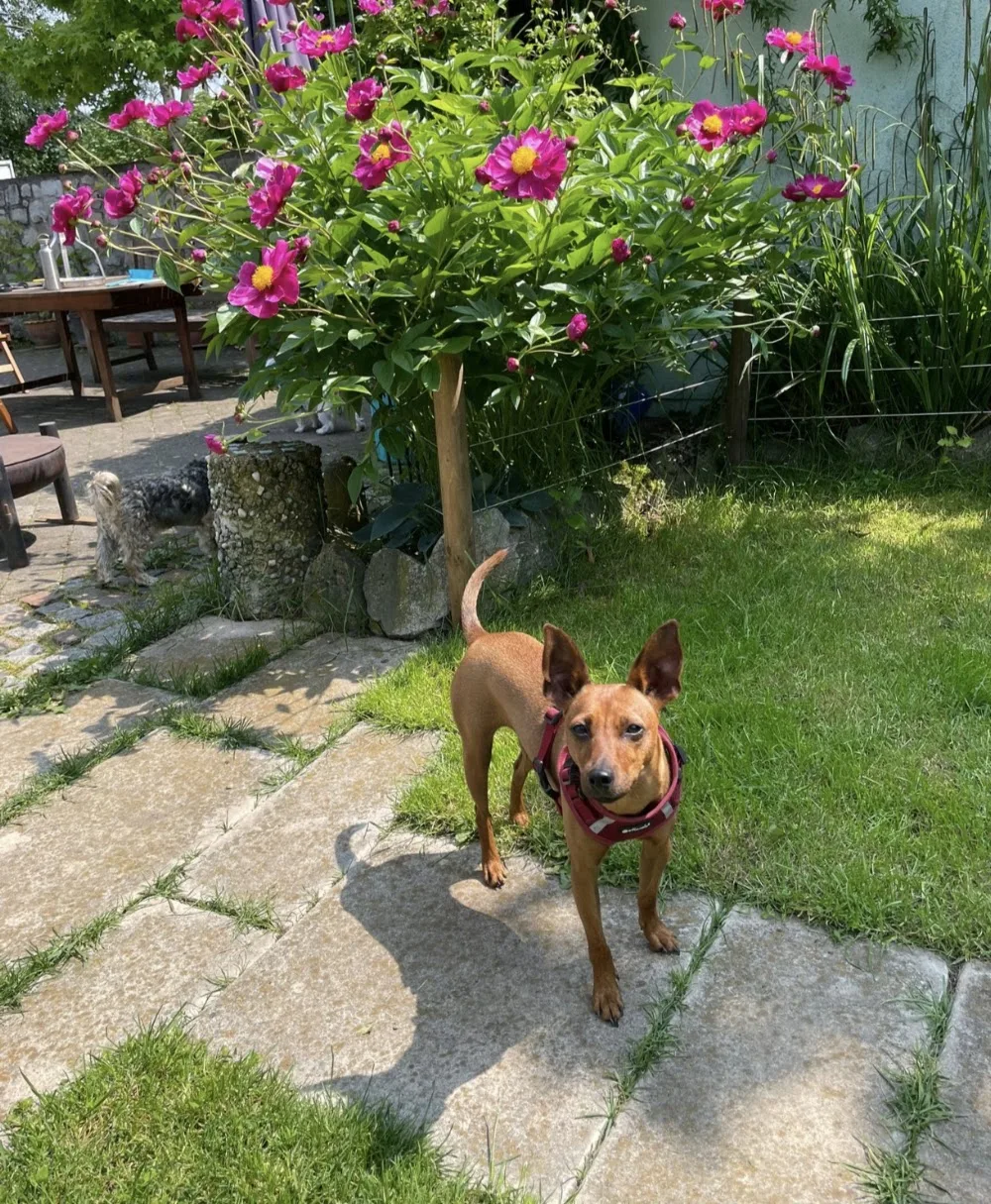 Die Tierpension an der Donau - Baden-Württemberg pet otel görseli 2