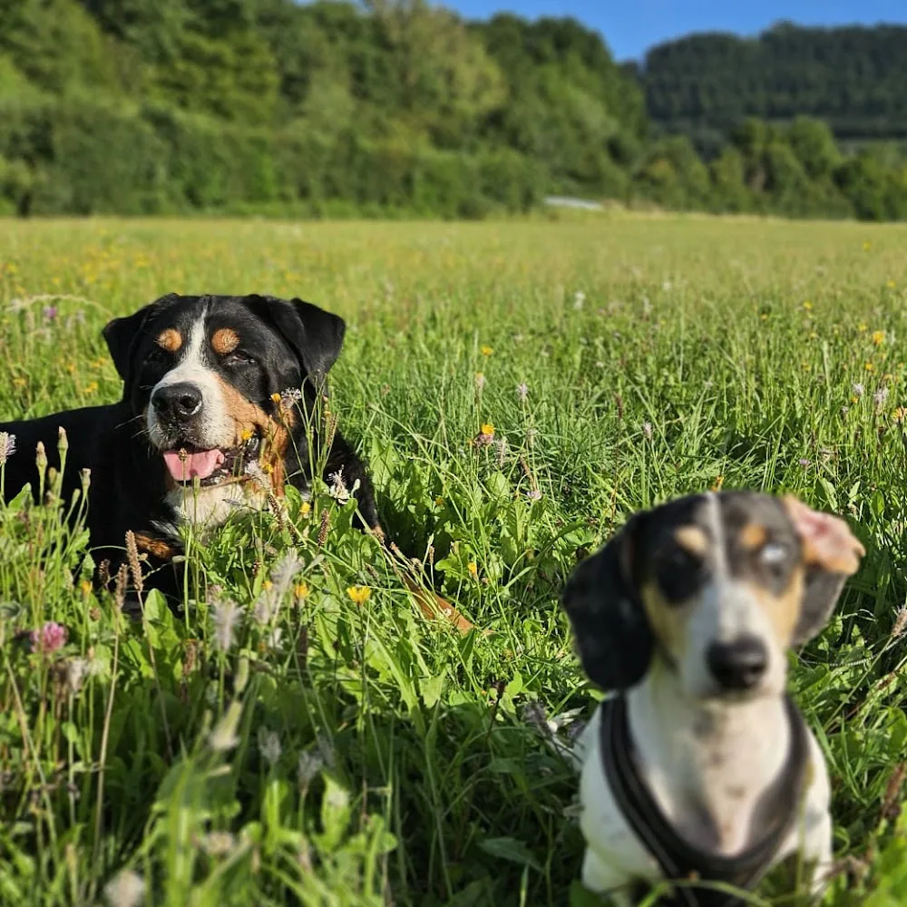 Hundebetreuung-GD - Baden-Württemberg pet otel