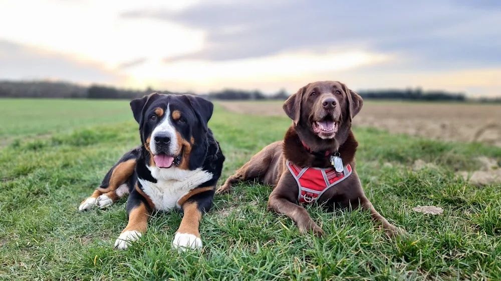 Hundebetreuung-GD - Baden-Württemberg pet otel görseli 3