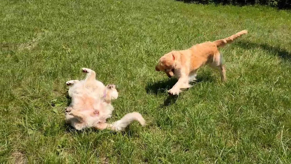 Hundehotel im Paradies - Baden-Württemberg pet otel
