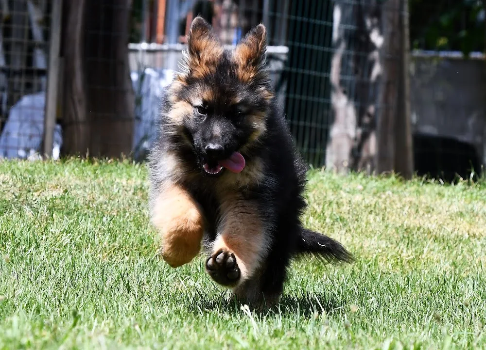 Hundepension Birgit Greiner - Baden-Württemberg pet otel