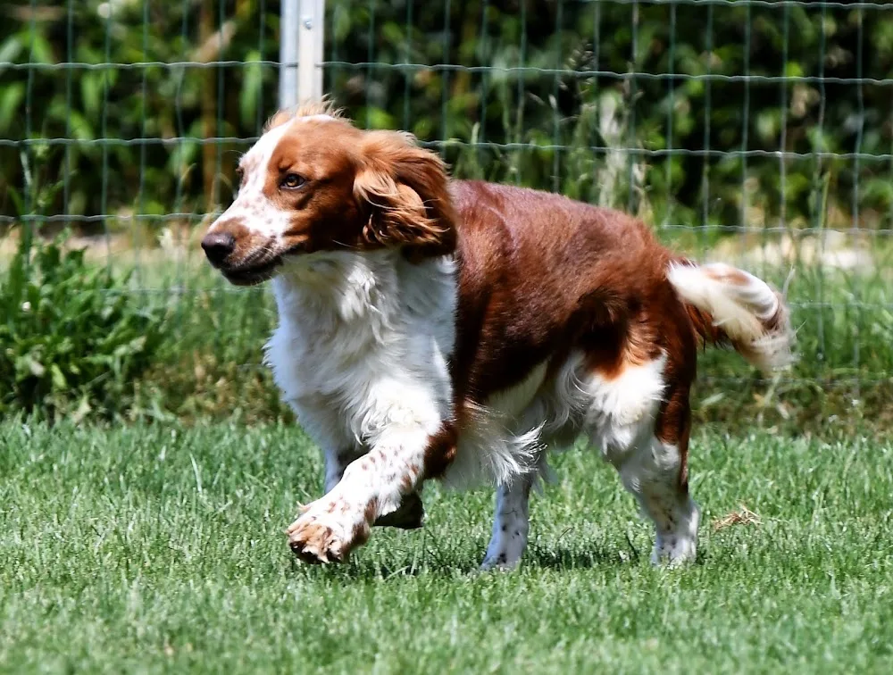 Hundepension Birgit Greiner - Baden-Württemberg pet otel görseli 3