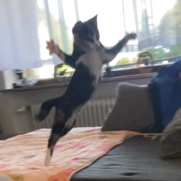 Hundepension Birgit Greiner - Baden-Württemberg pet otel görseli 4