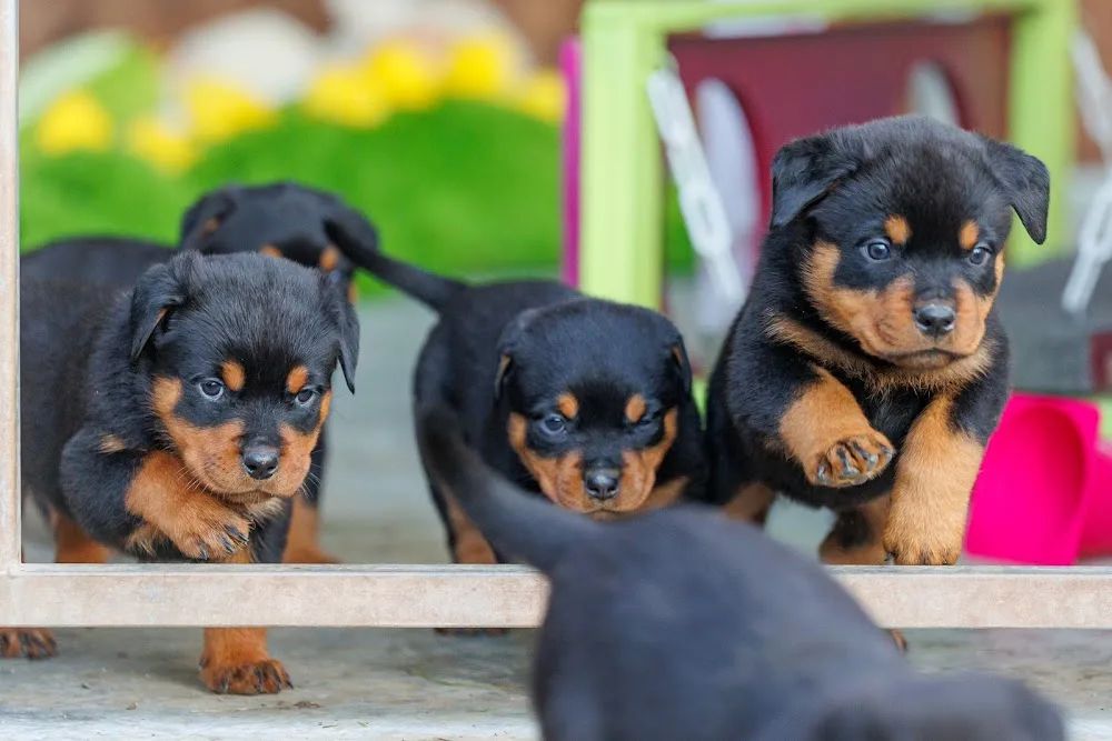 Hundepension Erlenmühle - Baden-Württemberg pet otel görseli 3