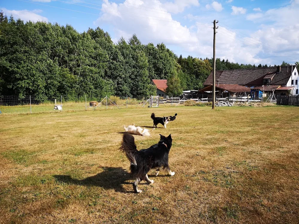 Hundepension Fellhotel ohne Zwinger, die familiäre Hundepension - Baden-Württemberg pet otel
