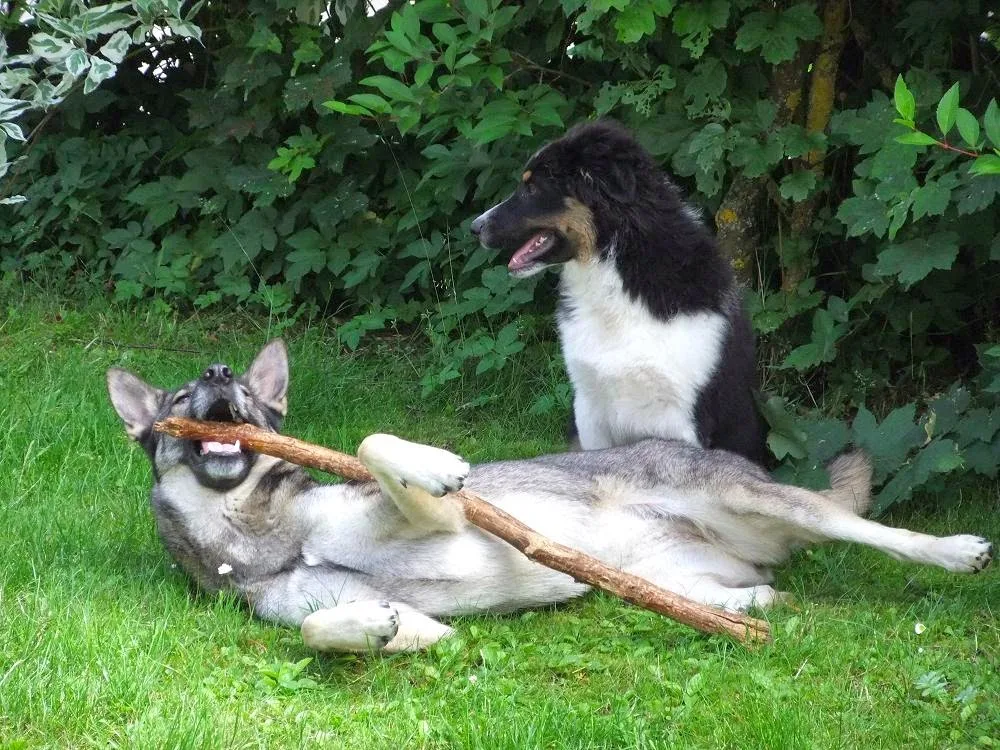 Hundepension Fellhotel ohne Zwinger, die familiäre Hundepension - Baden-Württemberg pet otel görseli 3