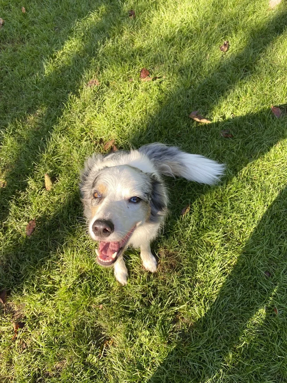 Hundepension Moosmatt - Baden-Württemberg pet otel görseli 3