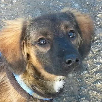 Hundepension Nero - Baden-Württemberg pet otel görseli 3