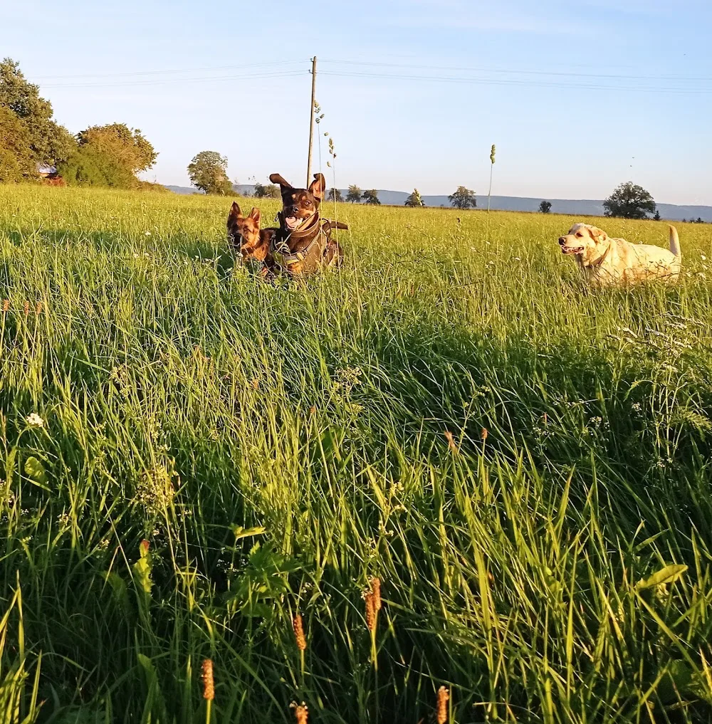 Hundepension Ostalb - Baden-Württemberg pet otel görseli 7