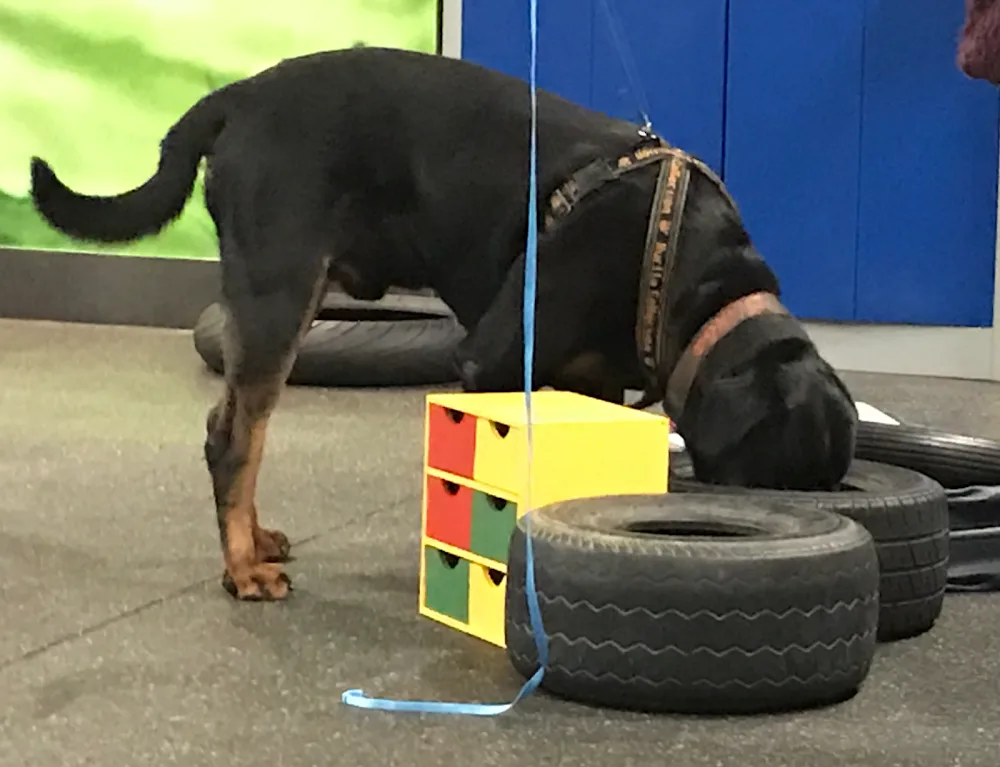 Hundezentrum Schwaben - Baden-Württemberg pet otel görseli 3