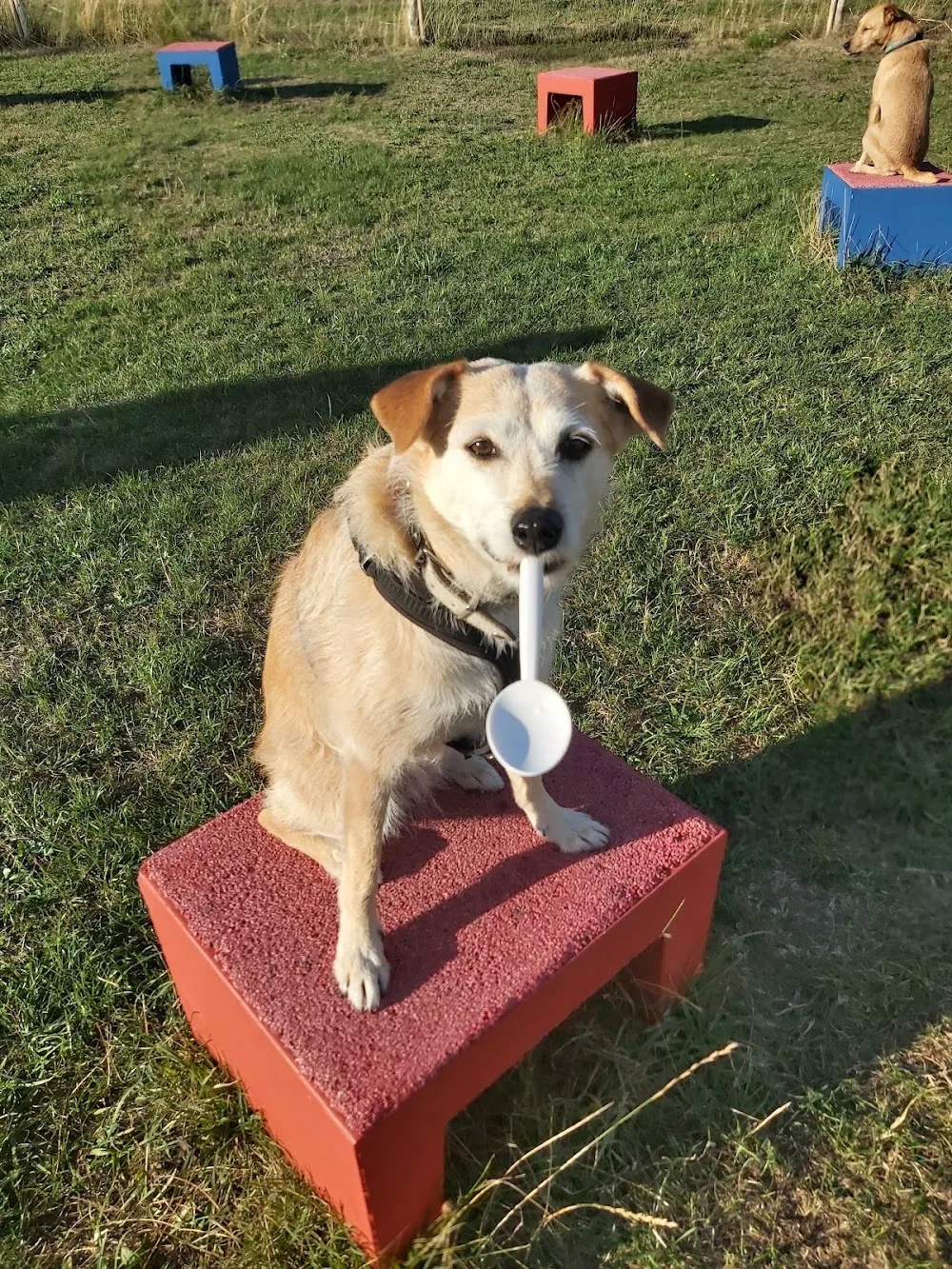 Jogis Hundepension & Hundeschule - Baden-Württemberg pet otel görseli 2