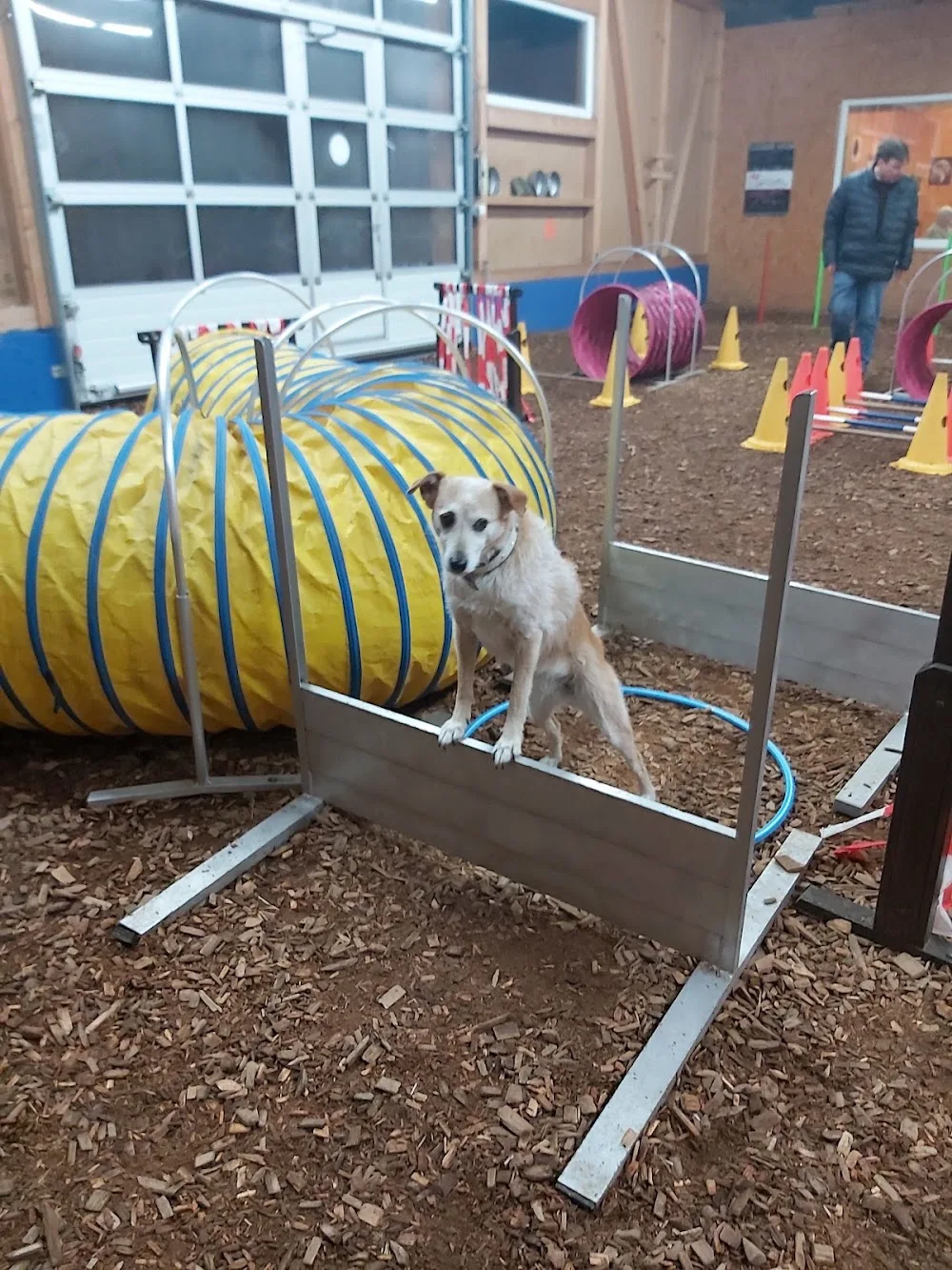 Jogis Hundepension & Hundeschule - Baden-Württemberg pet otel görseli 3