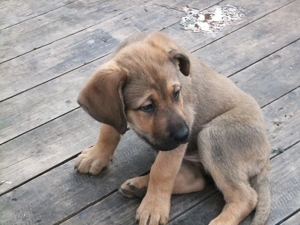 Karo's Hundepension - Baden-Württemberg pet otel görseli 2