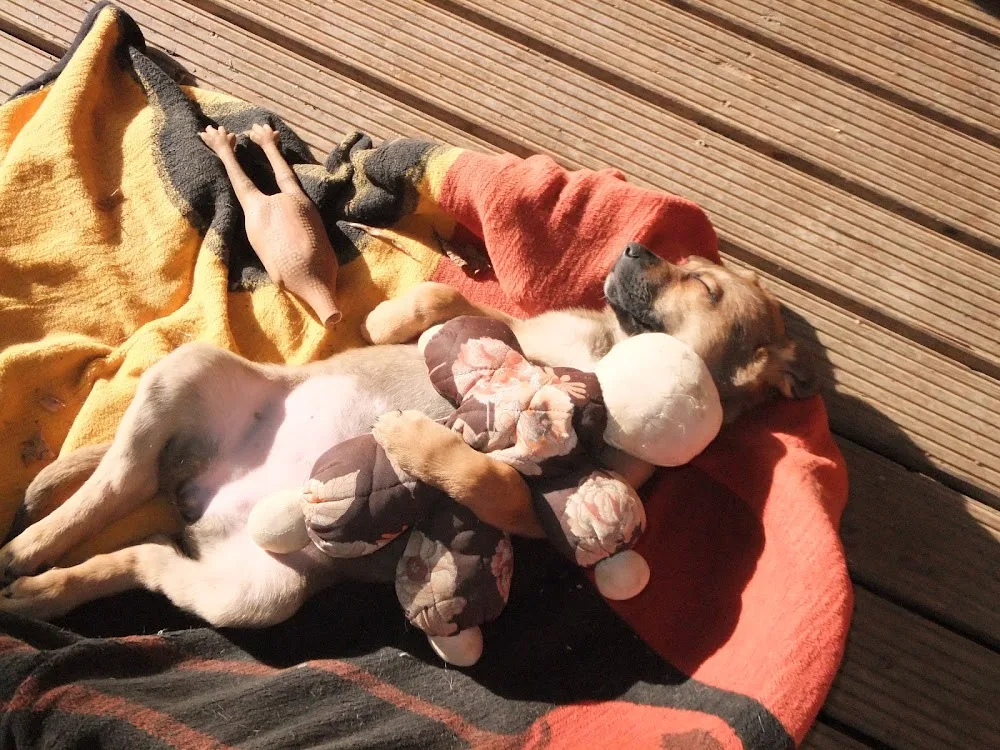 Karo's Hundepension - Baden-Württemberg pet otel görseli 3
