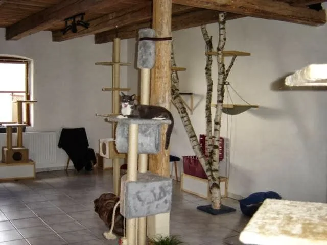 Kathis Katzenpension - Baden-Württemberg pet otel görseli 3
