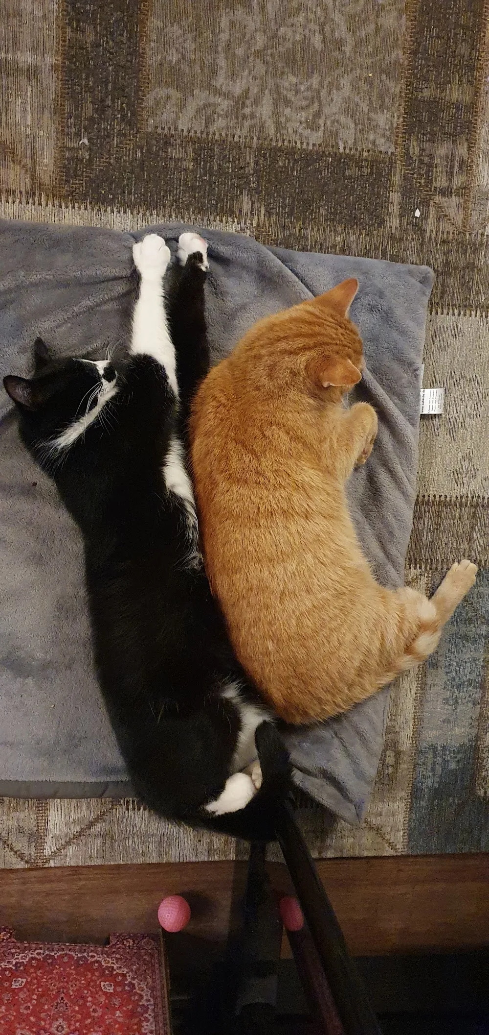 Katzenpension Kämmerle - Baden-Württemberg pet otel