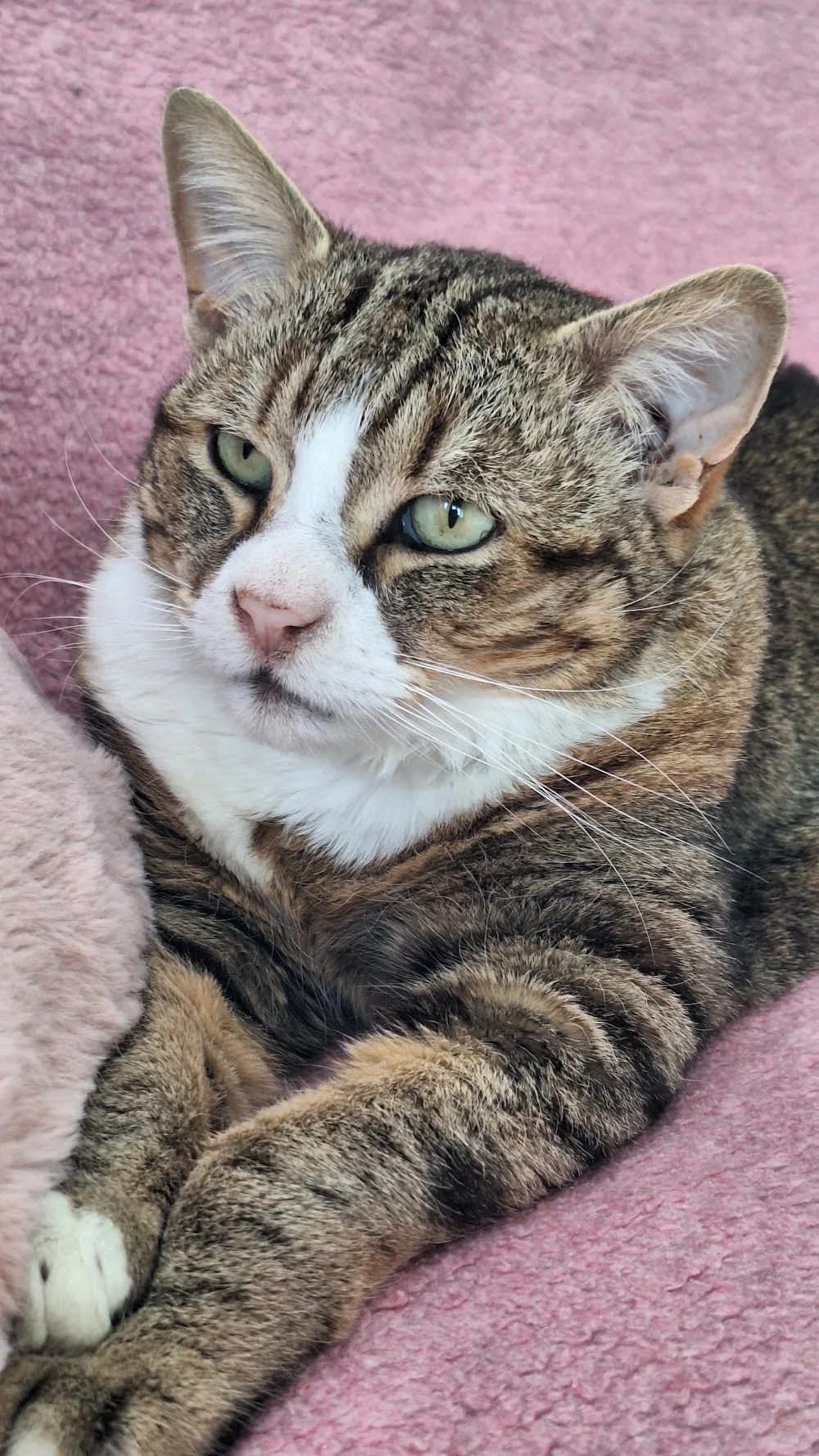 Katzenpension Kämmerle - Baden-Württemberg pet otel görseli 3