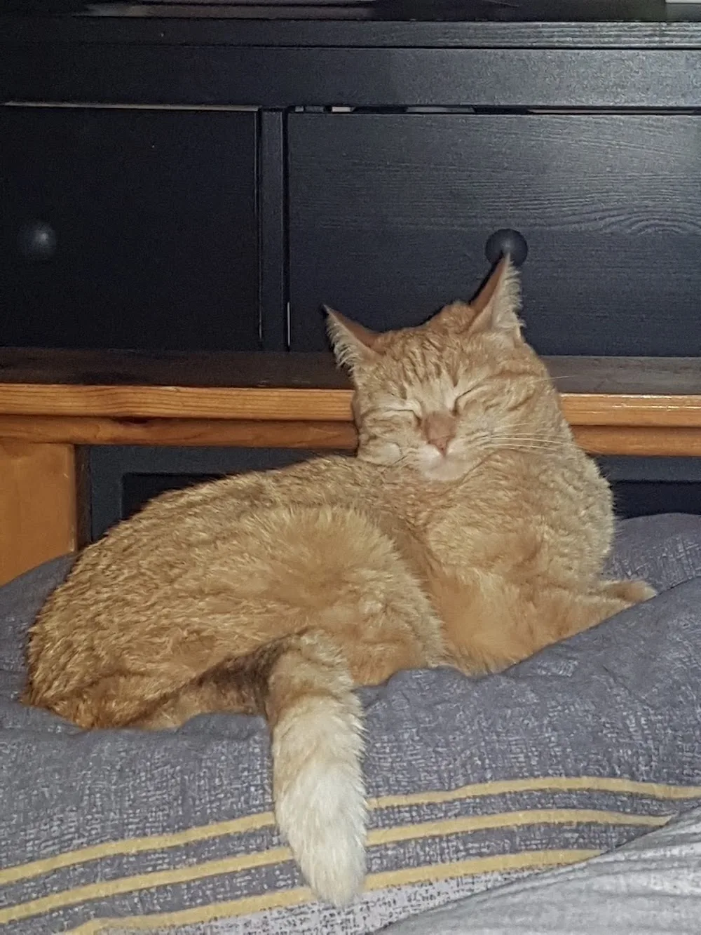 Katzenpension Kleintierpension Wyhl - Baden-Württemberg pet otel görseli 2