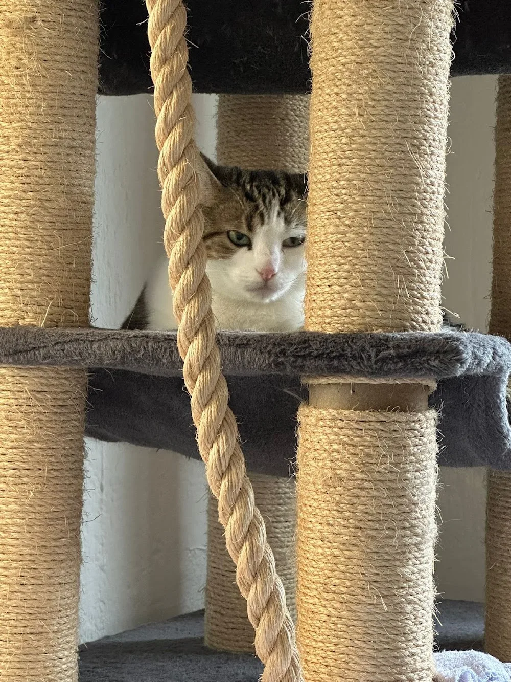 Nele's Katzenpension (C. Maser) - Baden-Württemberg pet otel görseli 2